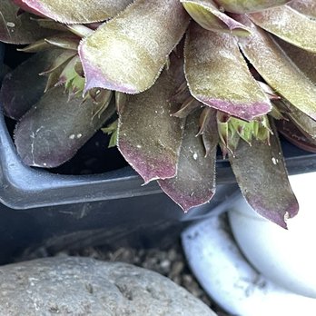 Gray's Garden Center - MEALY BUGS!!! - Nurseries & Gardening Near Me - Eugene, Oregon