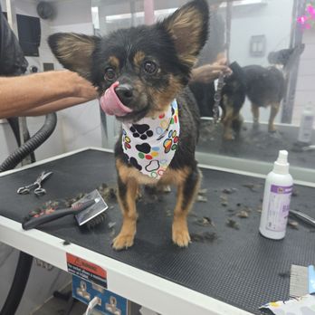 Pet’s Friend Mobile Grooming - The final result - Pet Groomers Near Me Pet’s Friend Mobile Grooming - The final result - Pet Groomers Near Me
