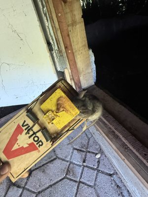 Rat removals from attic - We do affordable clean ups on rats around the Bay Area. Rat removals from attic - We do affordable clean ups on rats around the Bay Area.