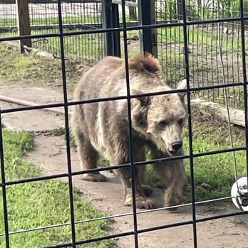 Safari North Wildlife Park - Grizzly bear - Zoos Near Me - Brainerd, Minnesota