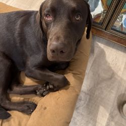 Brandt Veterinary Clinic - Hemorrhaging eyes