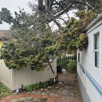 ER Tree Service - Before - Tree Services Near Me - Otis, Oregon ER Tree Service - Before - Tree Services Near Me - Otis, Oregon