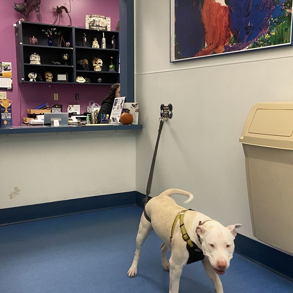 Humane Animal Rescue - I've got places to be! - Animal Shelters Near Me - Pittsburgh, Pennsylvania