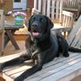Photo of Treasured Tails Pet Sitting