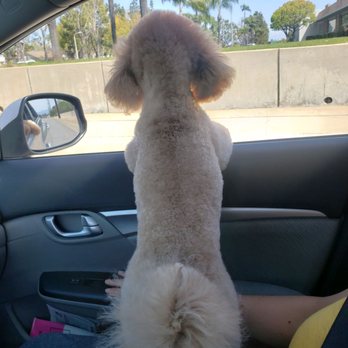 Super iDog Grooming - So clean cut! - Pet Groomers Near Me - Ontario, California