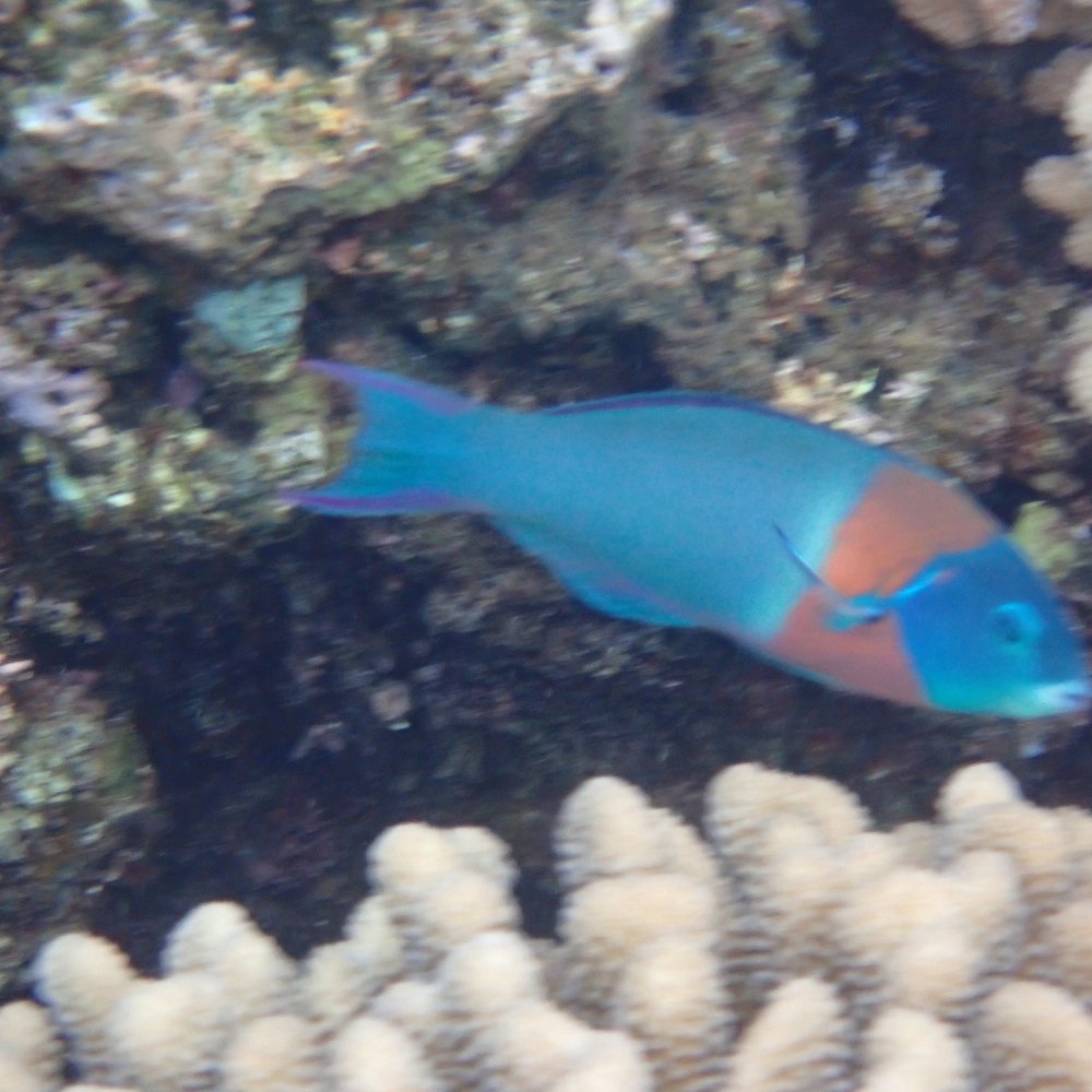 North Shore Charters - Snorkeling at tunnels - Boating Near Me - Kilauea, Hawaii
