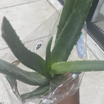 Federal Hill Ace Hardware - Aloe plant - Hardware Stores Near Me - Baltimore, Maryland
