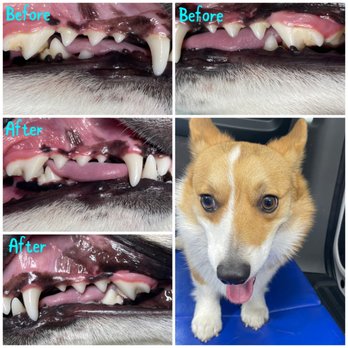 Snuggly Tails - All of this in just 15 minutes! - Pet Services Near Me - Miami, Florida Snuggly Tails - All of this in just 15 minutes! - Pet Services Near Me - Miami, Florida