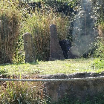 Myombe Reserve - Lowland gorilla chilling - Zoos Near Me - Tampa, Florida Myombe Reserve - Lowland gorilla chilling - Zoos Near Me - Tampa, Florida