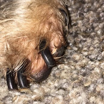 Buddies - Lulu's right front paw (after) - Pet Groomers Near Me - Las Vegas, Nevada