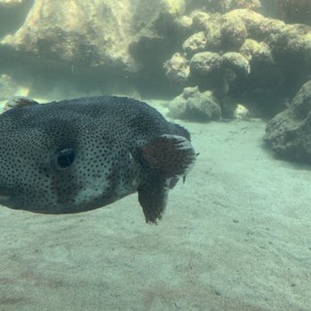 Coral World Ocean Park - Kevin!! - Aquariums Near Me - St Thomas, Virgin Islands
