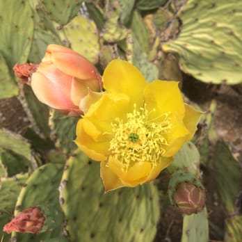 Cool Water Cafe - a yellow cactus flower in bloom - American Near Me - Wikieup, Arizona Cool Water Cafe - a yellow cactus flower in bloom - American Near Me - Wikieup, Arizona
