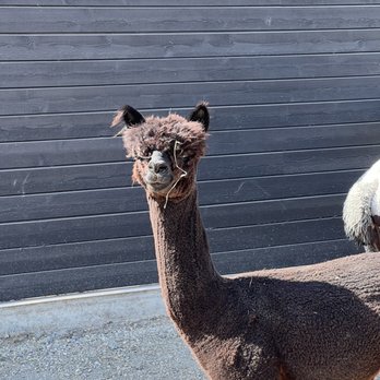 Black Barn Alpacas - Attraction Farms Near Me - Finksburg, Maryland
