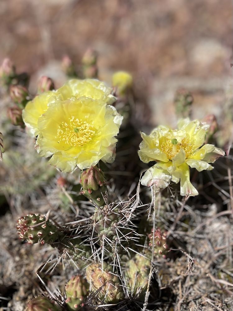 BUZZARD GULCH TRAIL SYSTEM Updated April 2024 20 Photos 2465 S