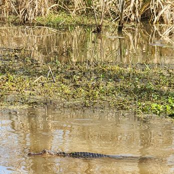 Cajun Encounters Tour Company - Tours Near Me - Slidell, Louisiana