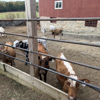 Baily’s Dairy - Cows - Specialty Food Near Me - West Chester, Pennsylvania Baily’s Dairy - Cows - Specialty Food Near Me - West Chester, Pennsylvania