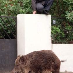 Wildschweine