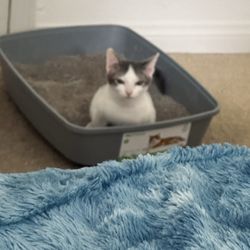 Newport Hills Animal Hospital Giftly Email, Text or Print, 2670