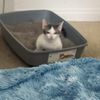 Newport Hills Animal Hospital gift card