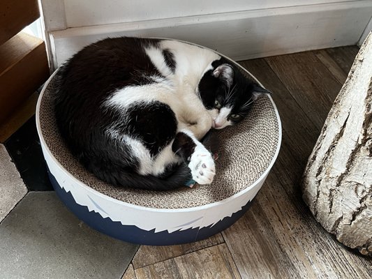 Romeow Cat Bistrot by null