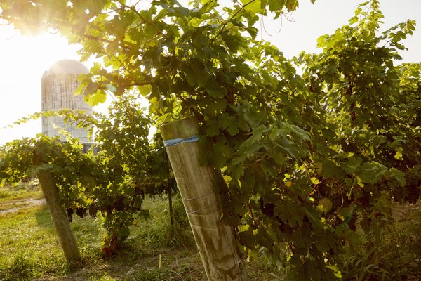 Hermann J. Wiemer Vineyard by null