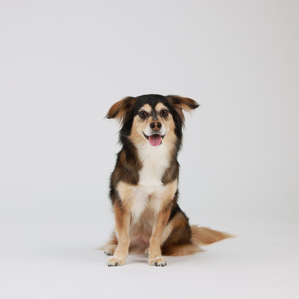 Hollywood Photo Studios - Pet photography - Session Photography Near Me - Phoenix, Arizona