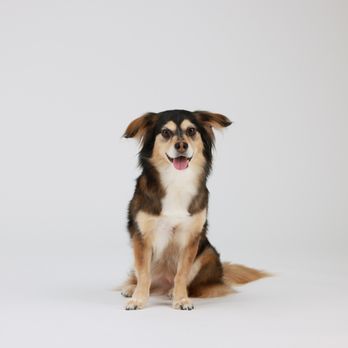 Hollywood Photo Studios - Pet photography - Session Photography Near Me - Phoenix, Arizona