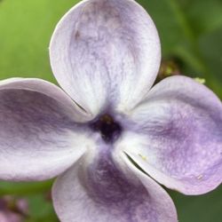 Hulda Klager Lilac Gardens