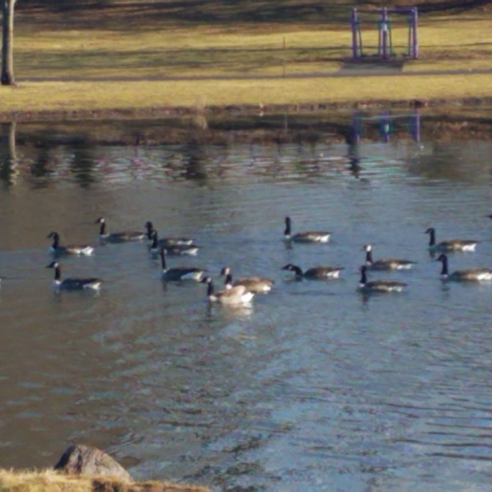 Stanley Quarter Park - A gaggle of geese - Parks Near Me - New Britain, Connecticut Stanley Quarter Park - A gaggle of geese - Parks Near Me - New Britain, Connecticut