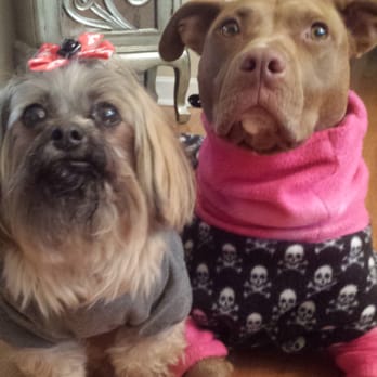 No Leash Needed - Please take us to NLN!! Now!! - Pet Training Near Me - St. Louis, Missouri No Leash Needed - Please take us to NLN!! Now!! - Pet Training Near Me - St. Louis, Missouri