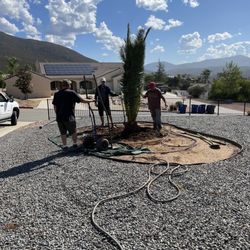 Discovery Island Palms - Just planted one of the trees