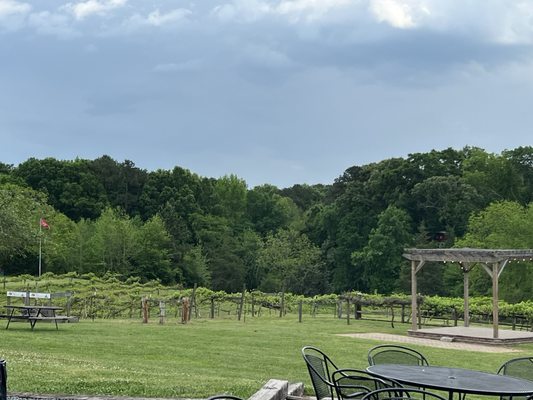 Treehouse Vineyards by null