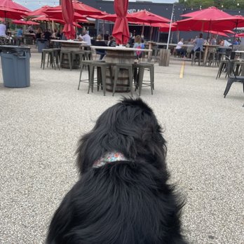 Big Ash Brewing - Outdoor area that is dog friendly - Breweries Near Me - Cincinnati, Ohio Big Ash Brewing - Outdoor area that is dog friendly - Breweries Near Me - Cincinnati, Ohio