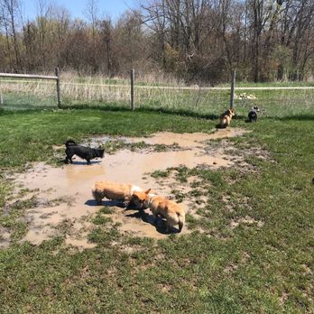 Grand Ravines Dog Park - Grand Ravines Dog Park - Dog Parks Near Me - Jenison, Michigan Grand Ravines Dog Park - Grand Ravines Dog Park - Dog Parks Near Me - Jenison, Michigan