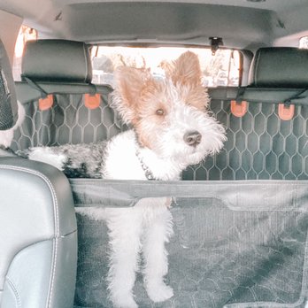 Coventry Pet Resort - Ollie thrilled for daycare - Pet Sitting Near Me - Redlands, California
