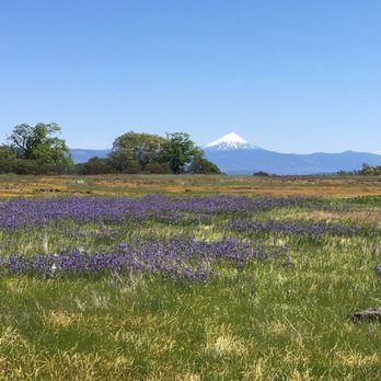 Upper Table Rock - Camas flowers blooming with Mt Mcloughlin in the background of a bright and beautiful spring day. - Hiking Near Me - White City, Oregon