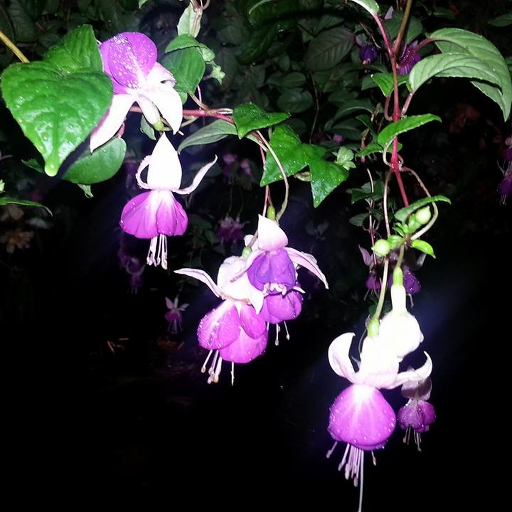 Even at after dark the flowers a stunning
