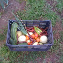 Jubilee Farm - My crate of veggies from them this Spring