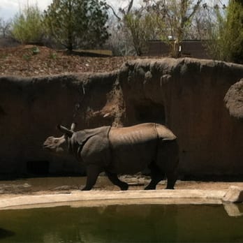 Denver Zoo - Happy rhino! - Zoos Near Me - Denver, Colorado Denver Zoo - Happy rhino! - Zoos Near Me - Denver, Colorado