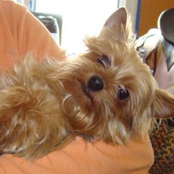 Susan Crummitt - just adorable - Pet Services Near Me - Silver Spring, Maryland