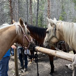 Mt Princeton Riding Stables & Equestrian Center - Mine and my fiancés horses, willow and milo