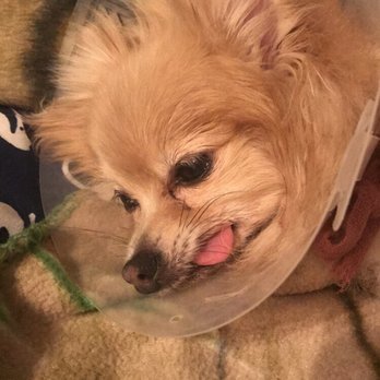 The Sam Simon Foundation - Mini still a little out of it after her surgery. - Veterinarians Near Me - Culver City, California The Sam Simon Foundation - Mini still a little out of it after her surgery. - Veterinarians Near Me - Culver City, California