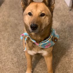 K-9 Design