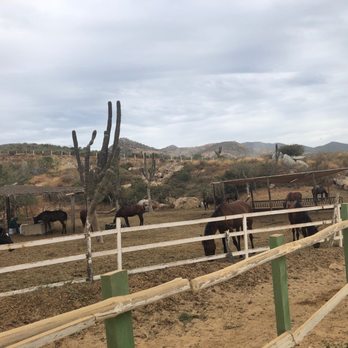 Cactus Tours - Horses - Tours Near Me - Cabo San Lucas, BCS
