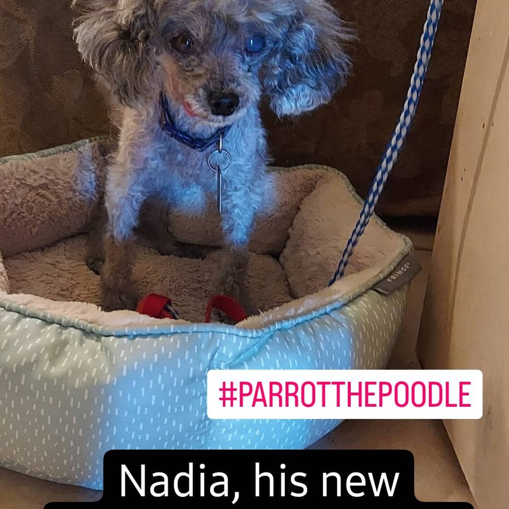Toy poodle