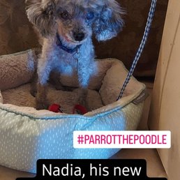 Toy poodle Toy poodle