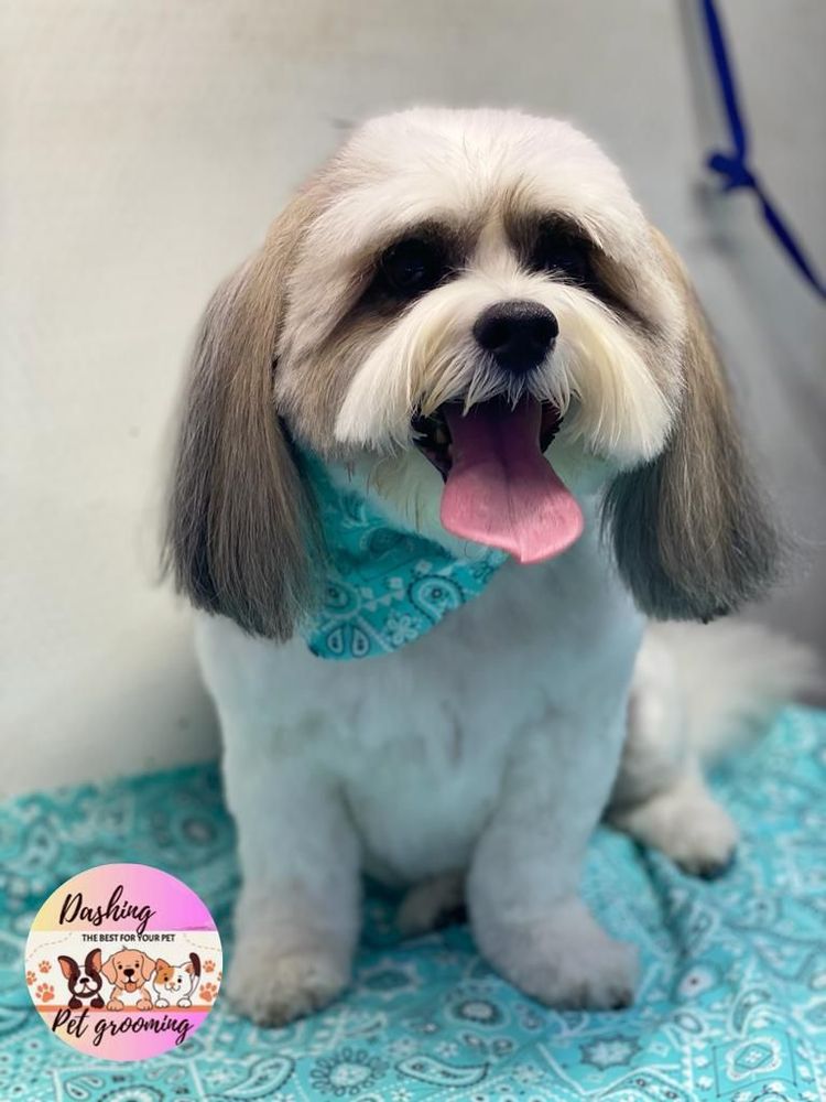 DASHING PET GROOMING Request an Appointment Round Rock, Texas Pet