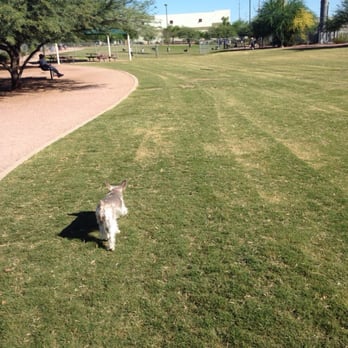 Tempe Sports Complex - Tulip exploring the park - Dog Parks Near Me - Tempe, Arizona