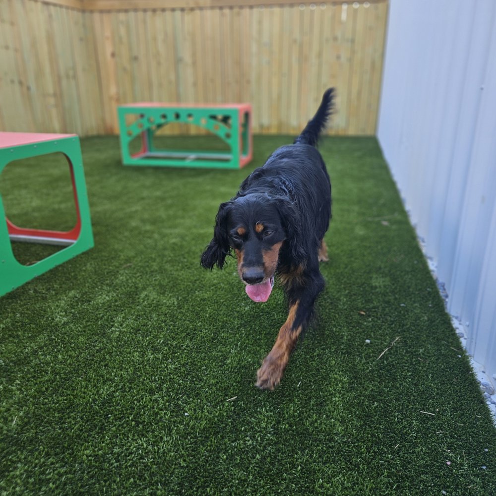 Resort4Paws - Pet Boarding Near Me - Clarksville, Indiana