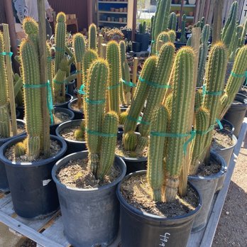 Cactus Mart - More cacti options - Nurseries & Gardening Near Me - Morongo Valley, California